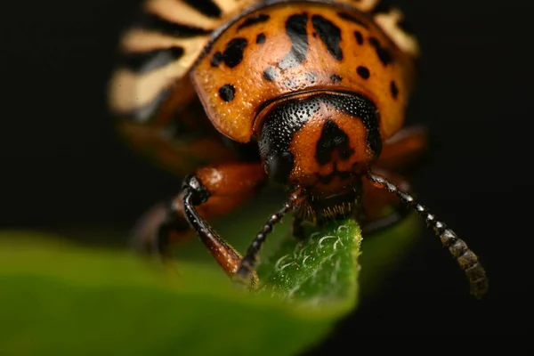科罗拉多马铃薯甲虫 Leptinotarsa Decemlineata — 图库照片
