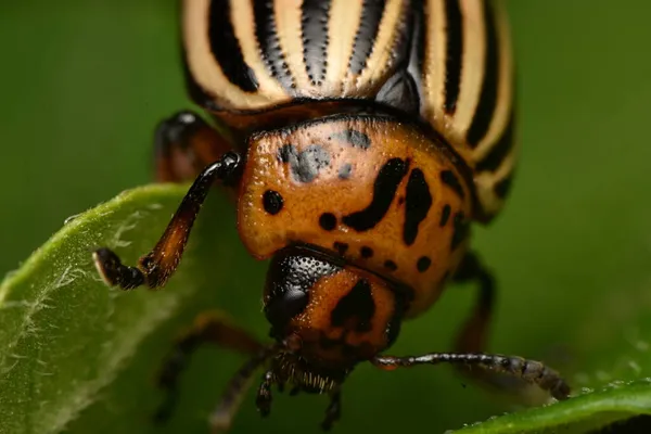 Burgonyabogár Leptinotarsa Decemlineata — Stock Fotó