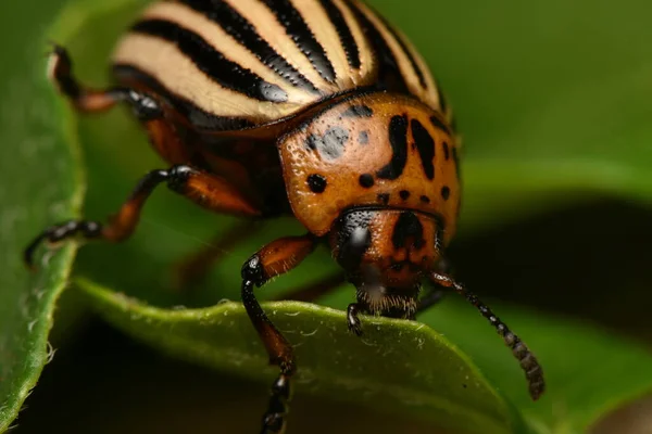 Colorado Aardappelkever Leptinotarsa Decemlineata — Stockfoto