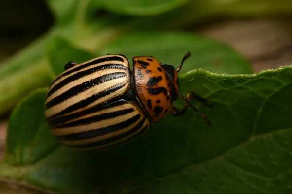 Burgonyabogár Leptinotarsa Decemlineata — Stock Fotó