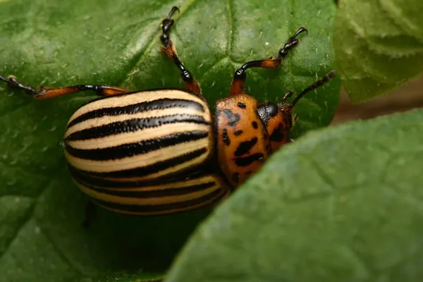 Escarabajo Patata Colorado Leptinotarsa Decemlineata — Foto de Stock