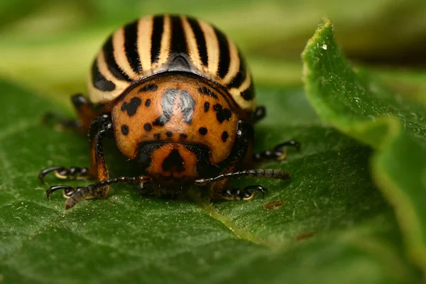 Burgonyabogár Leptinotarsa Decemlineata — Stock Fotó