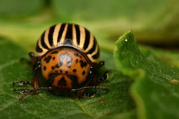 Burgonyabogár Leptinotarsa Decemlineata — Stock Fotó