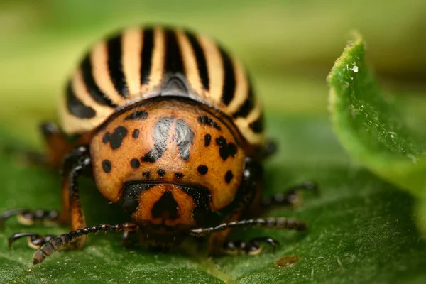 Colorado Potato Beetle Leptinotarsa Decemlineata — Stock Photo, Image