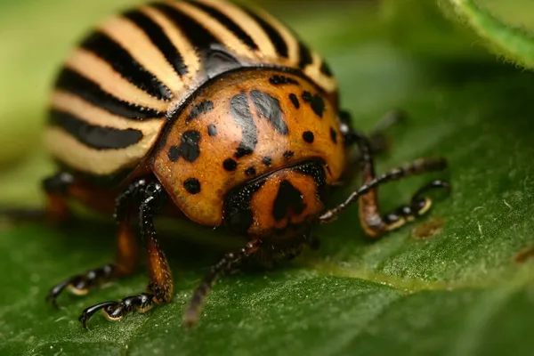 Colorado Potato Beetle Leptinotarsa Decemlineata — Stock Photo, Image