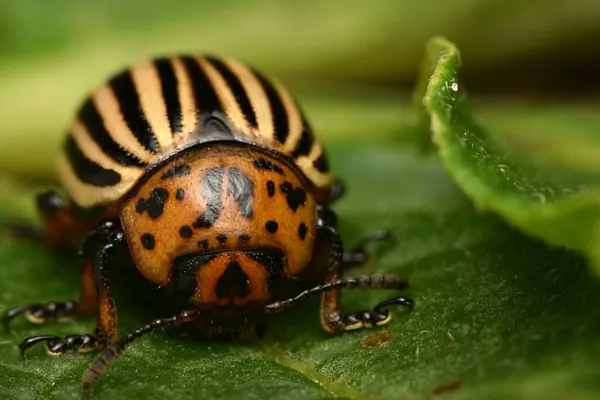 Escarabajo Patata Colorado Leptinotarsa Decemlineata — Foto de Stock