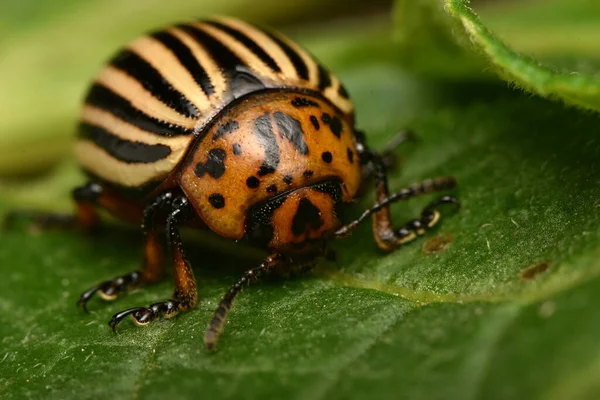 Colorado patates böceği (Leptinotarsa decemlineata)