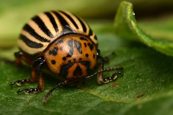 Колорадський Жук Leptinotarsa Decemlineata — стокове фото