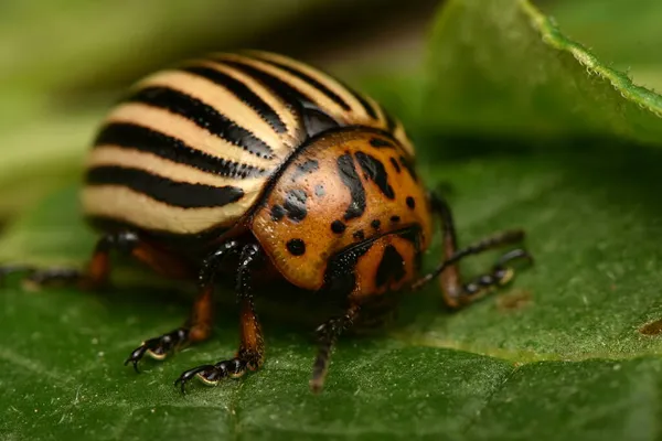 Колорадский Картофельный Жук Leptinotarsa Decemlineata — стоковое фото