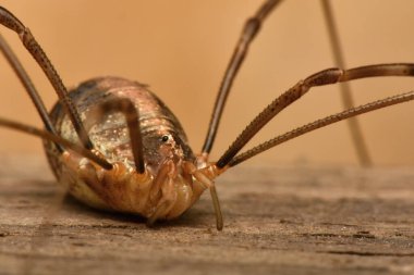 Uzun bacaklı baba, Phalangium opilio, uzun bacaklı baba