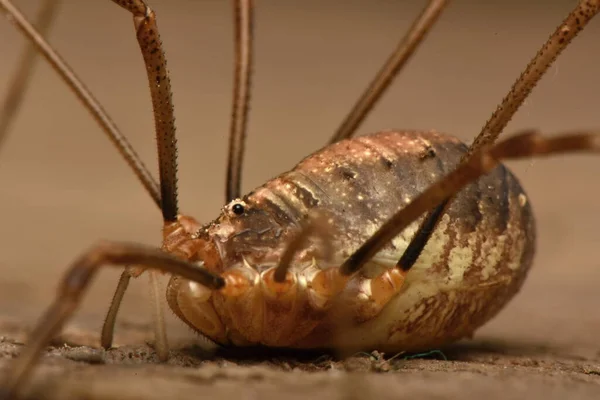 Daddy Long Legs Phalangium Opilio Daddy Longlegs — Stock Photo, Image