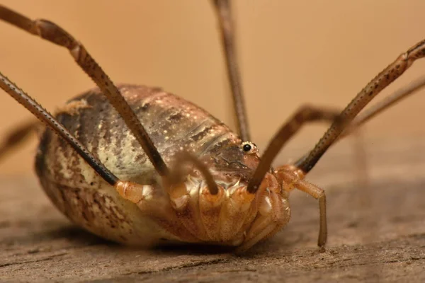 Långben Phalangium Opilio Långben — Stockfoto