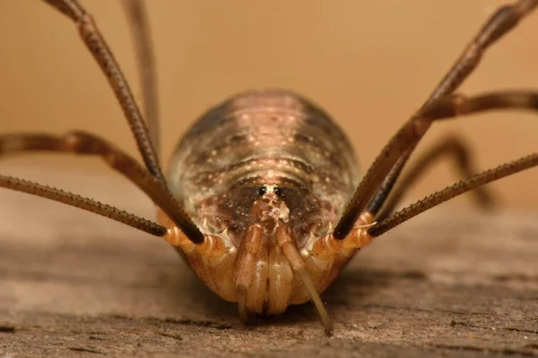 Pappa Lange Benen Falangium Opilio Pappa Longlegs — Stockfoto