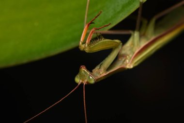 Erkek Avrupa Peygamberdevesi, Prayinrg Mantis, Mantis Religiosa. Yeşil peygamber devesi