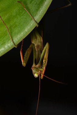 Erkek Avrupa Peygamberdevesi, Prayinrg Mantis, Mantis Religiosa. Yeşil peygamber devesi
