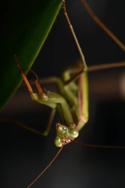 Erkek Avrupa Peygamberdevesi, Prayinrg Mantis, Mantis Religiosa. Yeşil peygamber devesi
