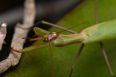 Erkek Avrupa Peygamberdevesi, Prayinrg Mantis, Mantis Religiosa. Yeşil peygamber devesi