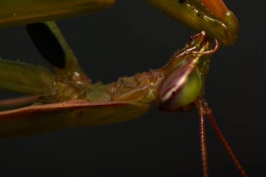 Erkek Avrupa Peygamberdevesi, Prayinrg Mantis, Mantis Religiosa. Yeşil peygamber devesi