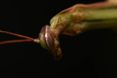 Erkek Avrupa Peygamberdevesi, Prayinrg Mantis, Mantis Religiosa. Yeşil peygamber devesi