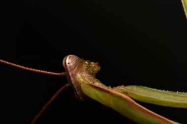 Erkek Avrupa Peygamberdevesi, Prayinrg Mantis, Mantis Religiosa. Yeşil peygamber devesi