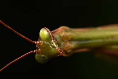 Erkek Avrupa Peygamberdevesi, Prayinrg Mantis, Mantis Religiosa. Yeşil peygamber devesi