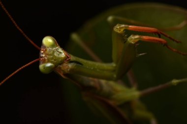 Erkek Avrupa Peygamberdevesi, Prayinrg Mantis, Mantis Religiosa. Yeşil peygamber devesi