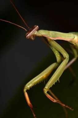 Erkek Avrupa Peygamberdevesi, Prayinrg Mantis, Mantis Religiosa. Yeşil peygamber devesi