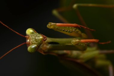 Erkek Avrupa Peygamberdevesi, Prayinrg Mantis, Mantis Religiosa. Yeşil peygamber devesi