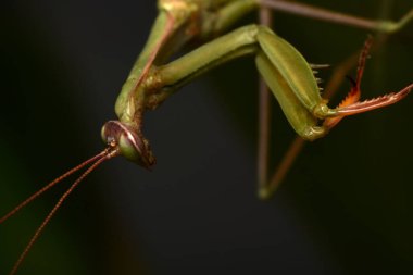 Erkek Avrupa Peygamberdevesi, Prayinrg Mantis, Mantis Religiosa. Yeşil peygamber devesi