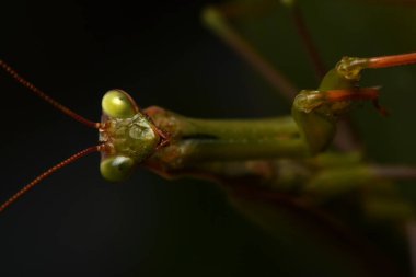 Erkek Avrupa Peygamberdevesi, Prayinrg Mantis, Mantis Religiosa. Yeşil peygamber devesi