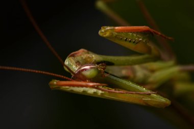 Erkek Avrupa Peygamberdevesi, Prayinrg Mantis, Mantis Religiosa. Yeşil peygamber devesi