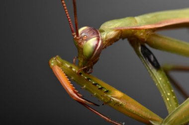 Erkek Avrupa Peygamberdevesi, Prayinrg Mantis, Mantis Religiosa. Yeşil peygamber devesi