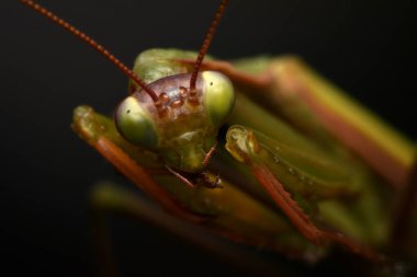 Erkek Avrupa Peygamberdevesi, Prayinrg Mantis, Mantis Religiosa. Yeşil peygamber devesi