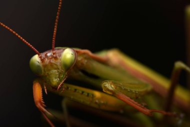 Erkek Avrupa Peygamberdevesi, Prayinrg Mantis, Mantis Religiosa. Yeşil peygamber devesi
