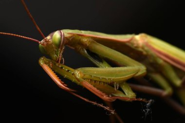 Erkek Avrupa Peygamberdevesi, Prayinrg Mantis, Mantis Religiosa. Yeşil peygamber devesi