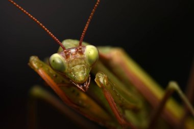 Erkek Avrupa Peygamberdevesi, Prayinrg Mantis, Mantis Religiosa. Yeşil peygamber devesi