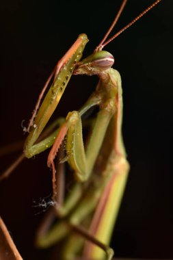 Erkek Avrupa Peygamberdevesi, Prayinrg Mantis, Mantis Religiosa. Yeşil peygamber devesi