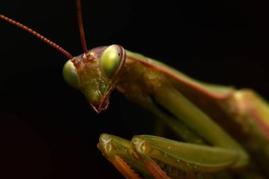 Erkek Avrupa Peygamberdevesi, Prayinrg Mantis, Mantis Religiosa. Yeşil peygamber devesi