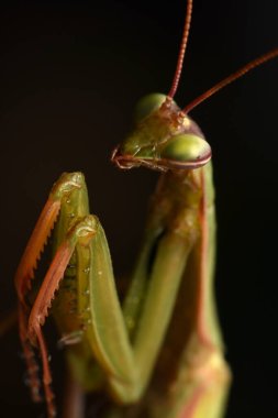 Erkek Avrupa Peygamberdevesi, Prayinrg Mantis, Mantis Religiosa. Yeşil peygamber devesi