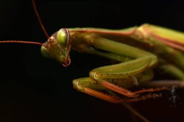 Erkek Avrupa Peygamberdevesi, Prayinrg Mantis, Mantis Religiosa. Yeşil peygamber devesi
