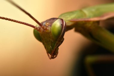 Erkek Avrupa Peygamberdevesi, Prayinrg Mantis, Mantis Religiosa. Yeşil peygamber devesi