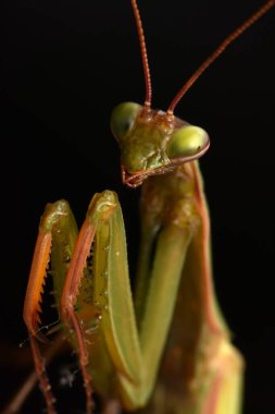 Erkek Avrupa Peygamberdevesi, Prayinrg Mantis, Mantis Religiosa. Yeşil peygamber devesi