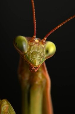 Erkek Avrupa Peygamberdevesi, Prayinrg Mantis, Mantis Religiosa. Yeşil peygamber devesi