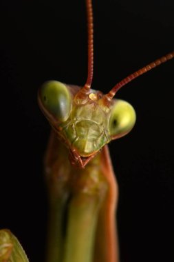 Erkek Avrupa Peygamberdevesi, Prayinrg Mantis, Mantis Religiosa. Yeşil peygamber devesi