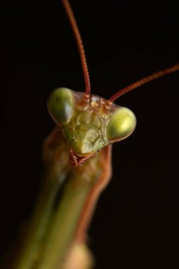 Erkek Avrupa Peygamberdevesi, Prayinrg Mantis, Mantis Religiosa. Yeşil peygamber devesi