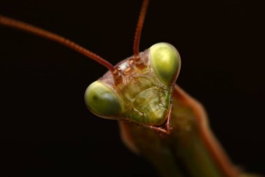 Erkek Avrupa Peygamberdevesi, Prayinrg Mantis, Mantis Religiosa. Yeşil peygamber devesi
