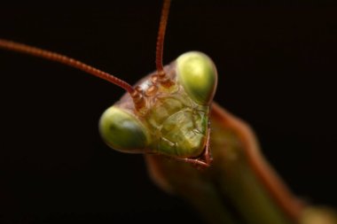 Erkek Avrupa Peygamberdevesi, Prayinrg Mantis, Mantis Religiosa. Yeşil peygamber devesi