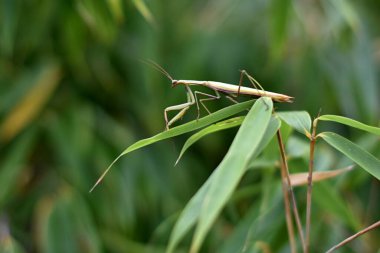 Erkek Avrupa Peygamberdevesi, Prayinrg Mantis, Mantis Religiosa. Yeşil peygamber devesi