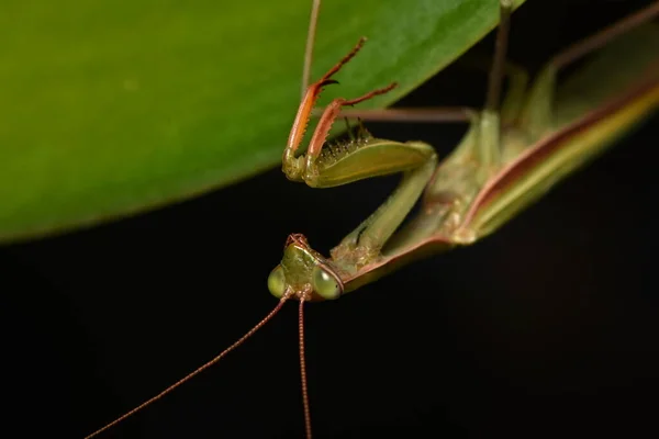 Man Europese Mantis Prayinrg Mantis Mantis Religiosa Groene Bidsprinkhaan — Stockfoto