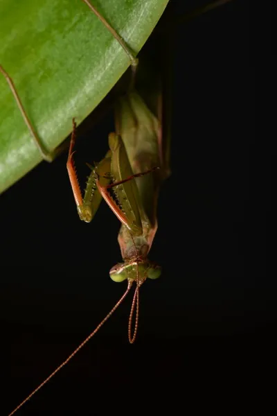 Mantis Europeu Masculino Prayinrg Mantis Mantis Religiosa Louva Deus — Fotografia de Stock